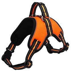 Personalized Sport Harness for Dogs, - Lucky Pet